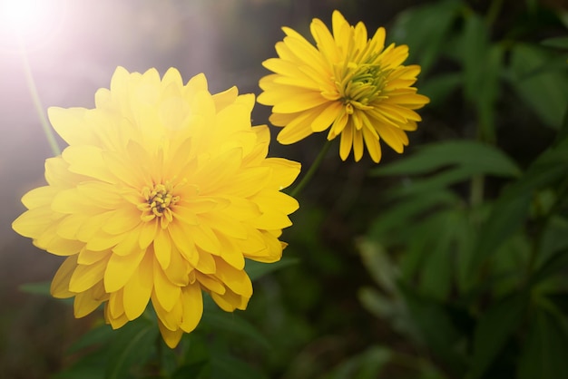 A bright yellow flower on a dark unfocused background.