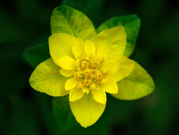 Bright yellow flower milkweed on a green background in the garden