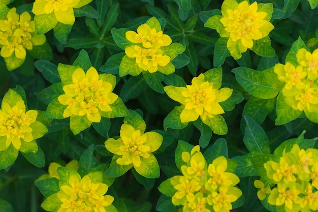 Bright yellow flowers texture