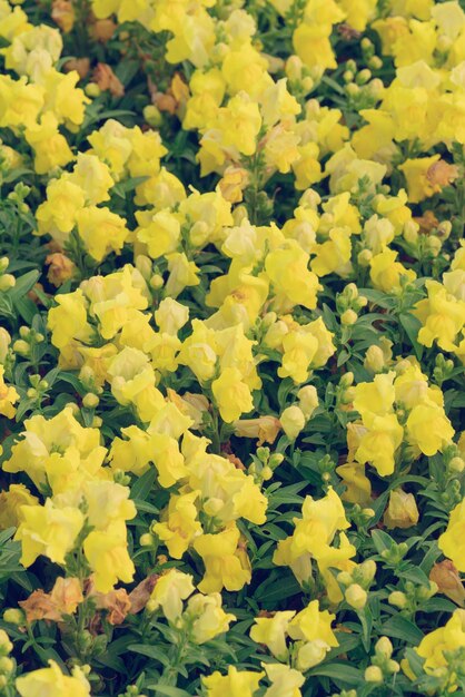 Bright yellow flowers Texture