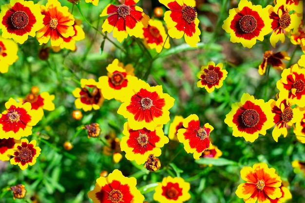 Bright yellow flowers with an orange center coreopsis in the garden top view Summer floral background