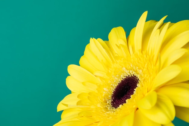 Bright yellow gerbera on a green background. 