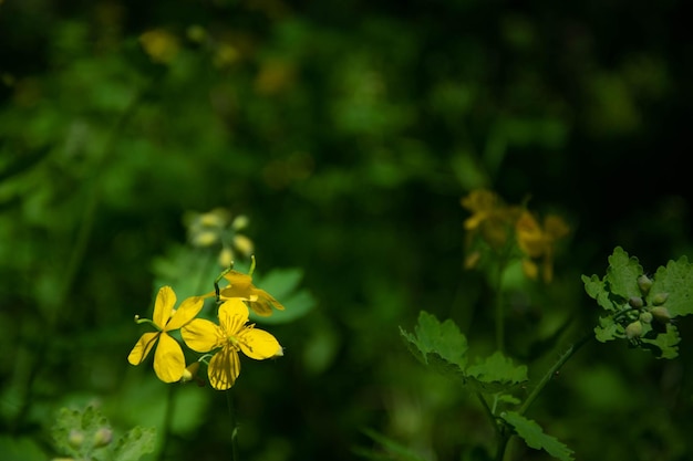 Bright yellow greater celandine flower selective focus on a green bokeh background Chelidonium majus