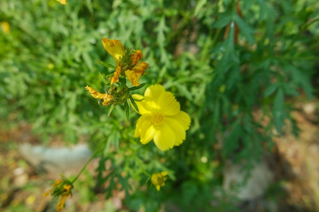 Bright yellow of Kenikir sulfur or Cosmos sulphureus flower