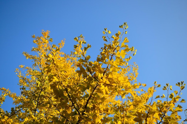 Bright yellow leaves