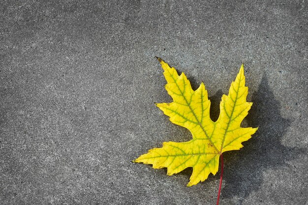 Bright yellow maple leaf on gray concrete Place for your text Autumn background