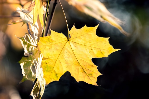 Bright yellow maple leaf in the woods