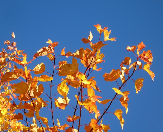 Bright yellow maple leaves Tatar maple against the blue sky amazing natural background in autumn