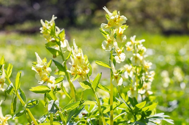 Bright yellow natural background texture from spring flowers Yellow Corydalis in sunny May