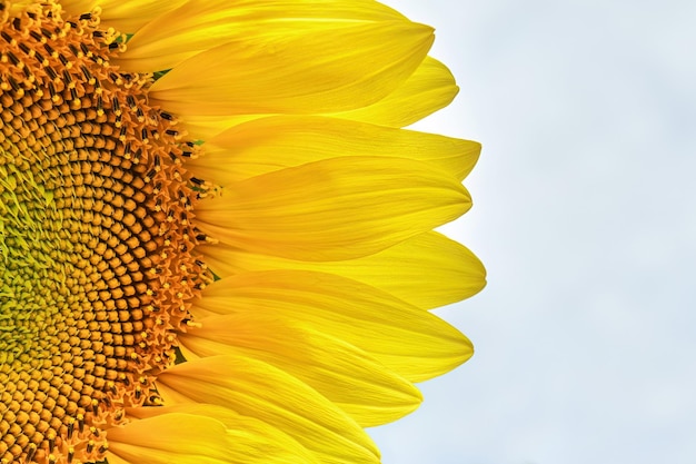 Bright yellow petals surround sunflower disk floret growing in field against cloudy sky closeup