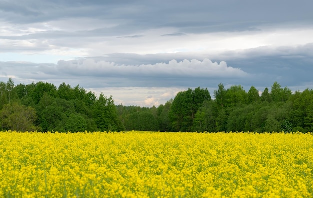 Bright yellow rapeseed field against the backdrop of beautiful storm clouds.