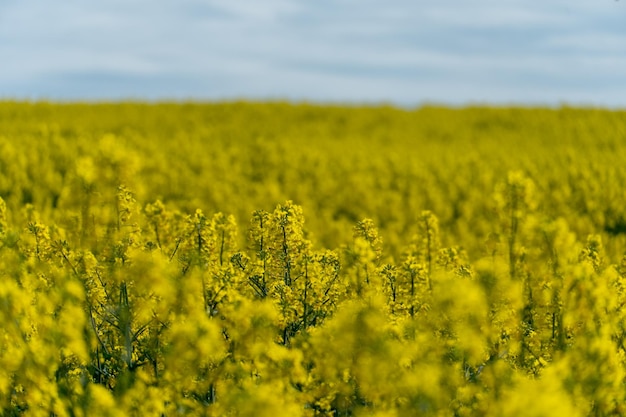 Bright yellow rapeseed field against the background of clouds and blue sky Summer landscape for Wallpaper Ecofriendly agriculture