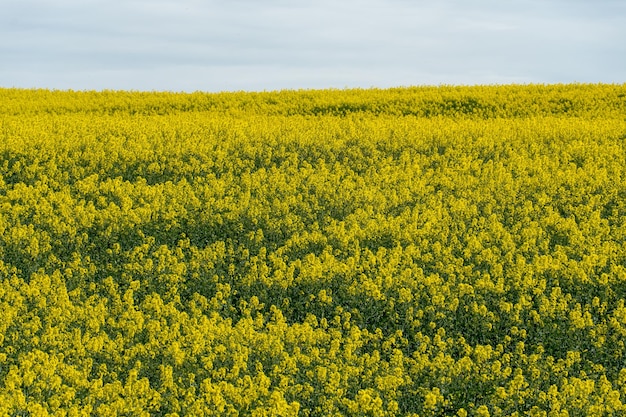 Bright yellow rapeseed field against the background of clouds and blue sky Summer landscape for Wallpaper Ecofriendly agriculture