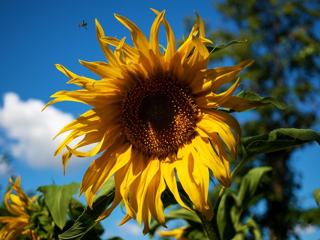 Bright yellow sunflower on blurred sunny nature background