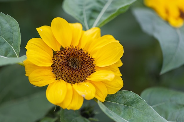 Bright yellow sunflower in field