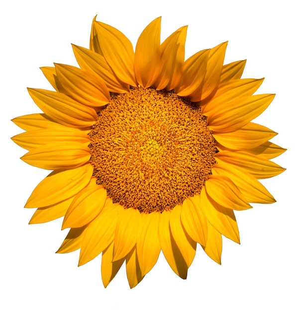 Bright yellow sunflower flower on a white background