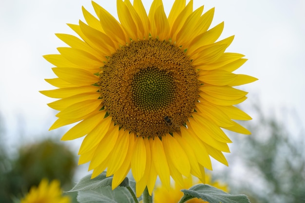 Bright yellow sunflower flower with petals closeup