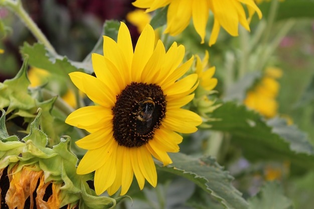 Bright yellow sunflower is smiling at the sun Sunflower flower on isolated background