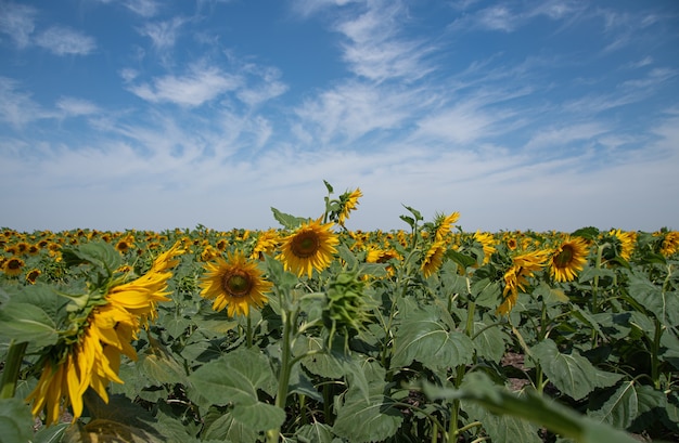 Bright and yellow sunflowers in  field on  Sunny summer day