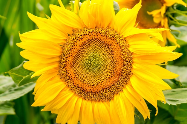 Bright yellow sunflowers in full bloom in garden for oil improves skin health and promote cell regeneration