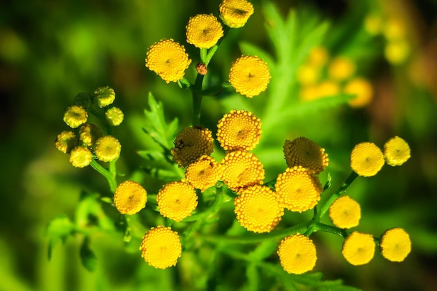 bright yellow tansy flowers grow in a flower garden. cultivation and collection of medical plants