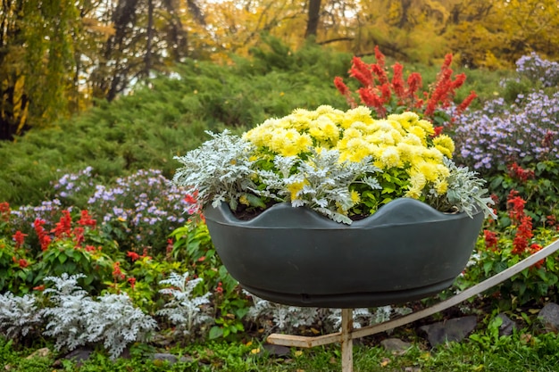 Bright yellow varietal chrysanthemums in a big pot 