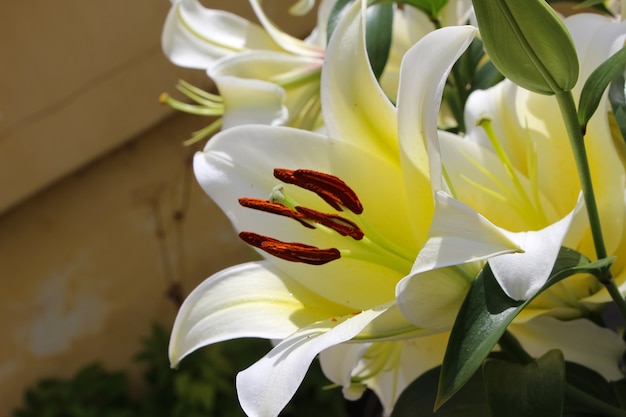 bright yellow and white lily in a botanical garden pistil and stamens in red pollen closeup