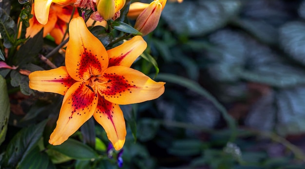 Bright yellow with red lilies on a natural background Bulb flowers in the garden