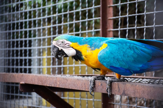 A bright yellowblue big macaw parrot sits on a metal bar from behind it you can see the cage lattice