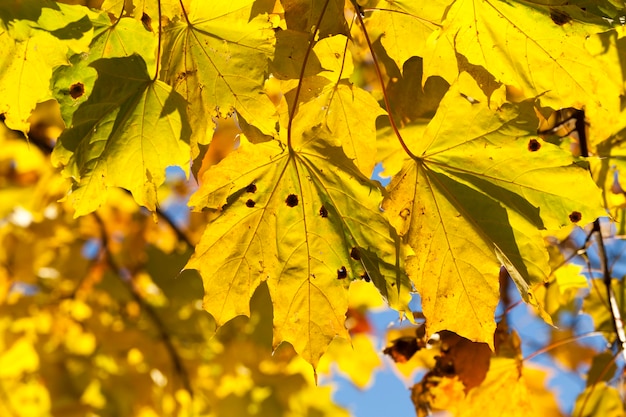 Bright yellowed and illuminated by sunlight Maple leaves in autumn season