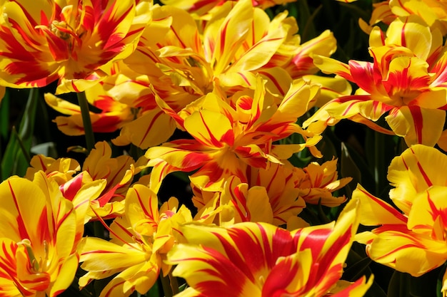 Bright yellowred blooming tulips