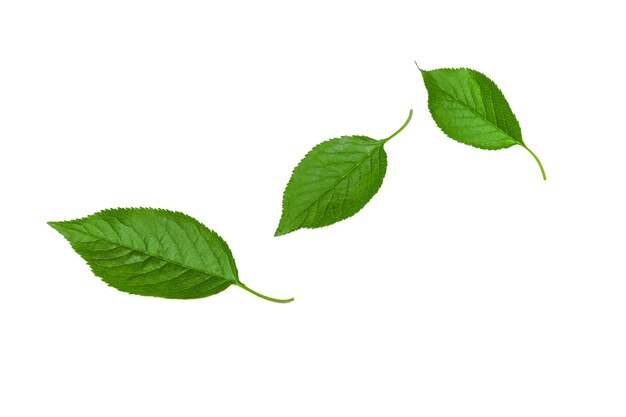 Bright young cherry leaves on a white background