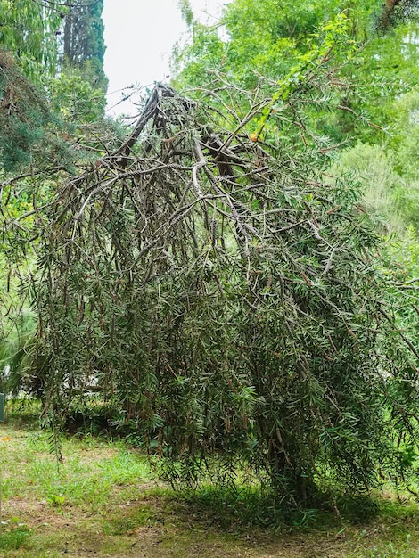 Brightcolored Callistemon tree in the botanical garden