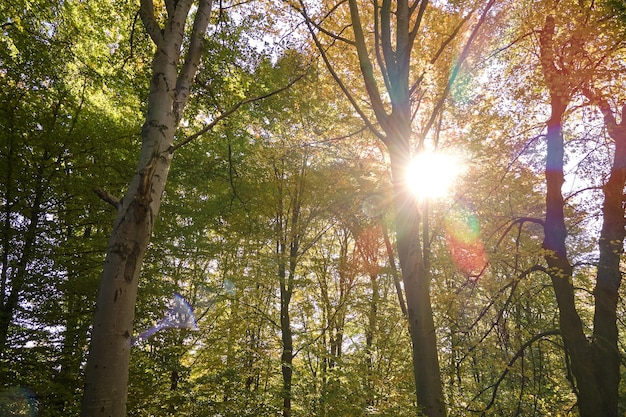 Brightly illuminated with sunlight beams green forest with lush trees at autumn sunrise Amazing wild woodland on sunny day Environment and nature protection concept