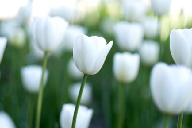 Brilliant tulip flowers with white petals