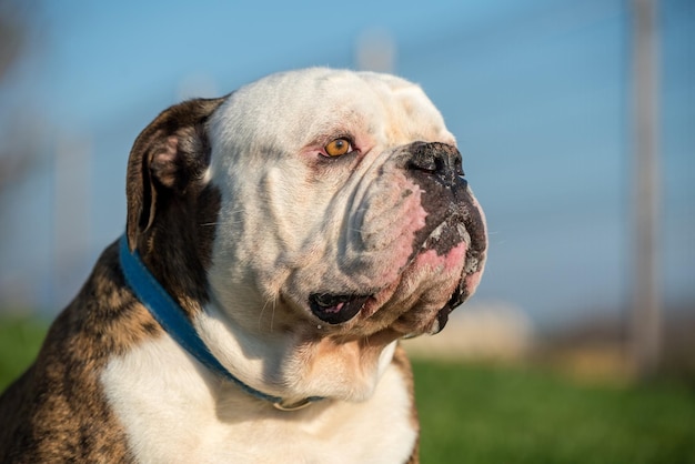 Brindle coat American Bulldog dog portrait outside