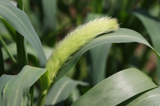 Bristle grass with green leaves growing in garden closeup background growing ornamental plants