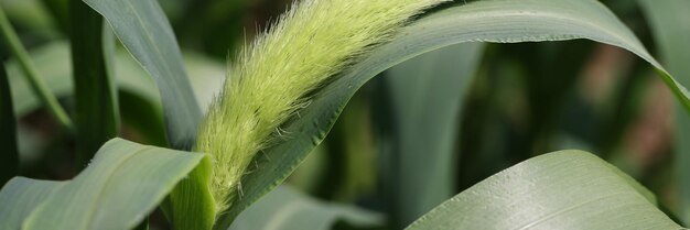 Bristle grass with green leaves growing in garden closeup background growing ornamental plants