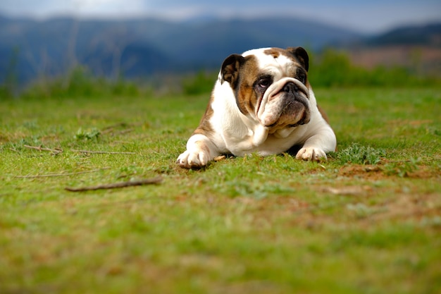 British bulldog in the countryside