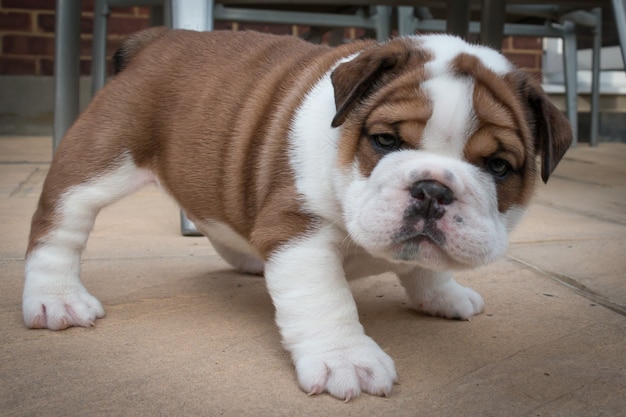 British bulldog puppy scared