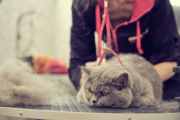 A British cat lies on a grooming table with combed hair after molting against the background of a female master