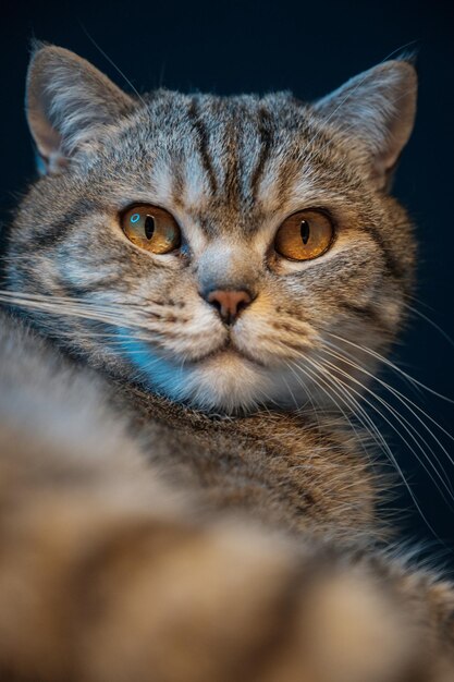 British cat lies in rays of warm and cold light