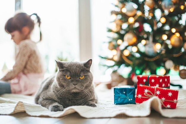 British cat lying near gift boxes