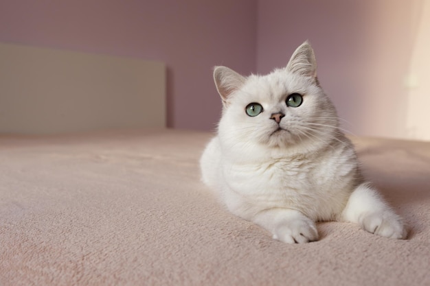 British cat sitting on a bed in a light room with pink walls