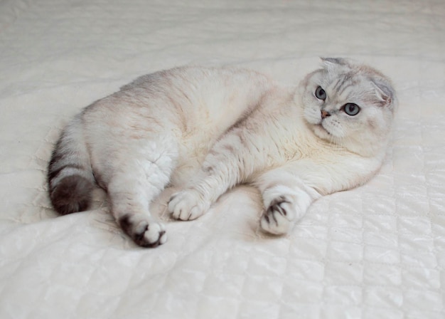 British cat with big blue eyes in a home interior. A domestic gray cat sleeps on the bed. Image for veterinary clinics, websites about cats. World Cat Day. Healthy adorable pets and cats.