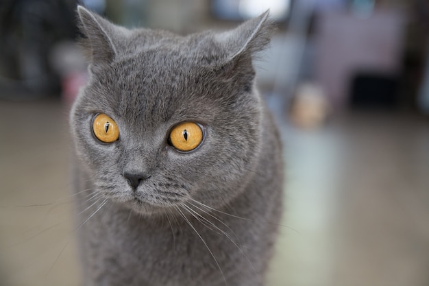 British cat with big yellow eyes.