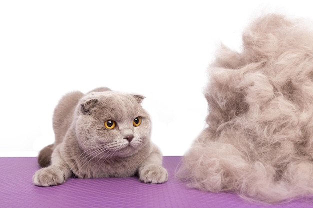 A British gray cat looks with surprise at a large pile of his own fur after a haircut in an animal beauty salon