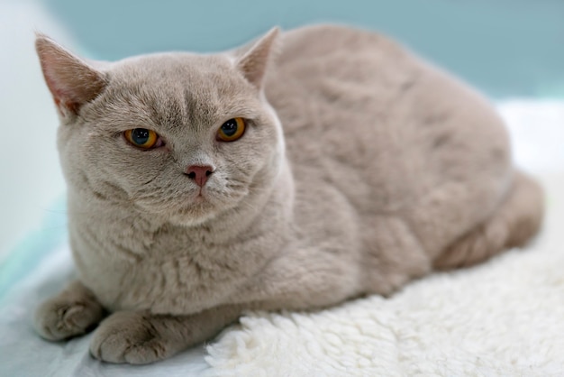 British gray cat