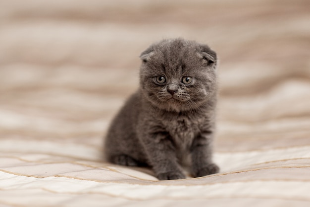 British gray kitten sits on a plaid