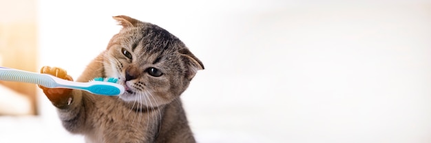 British kitten and a toothbrush